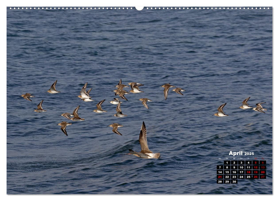 Vögel im Flug - Akrobaten der Lüfte (CALVENDO Wandkalender 2025)