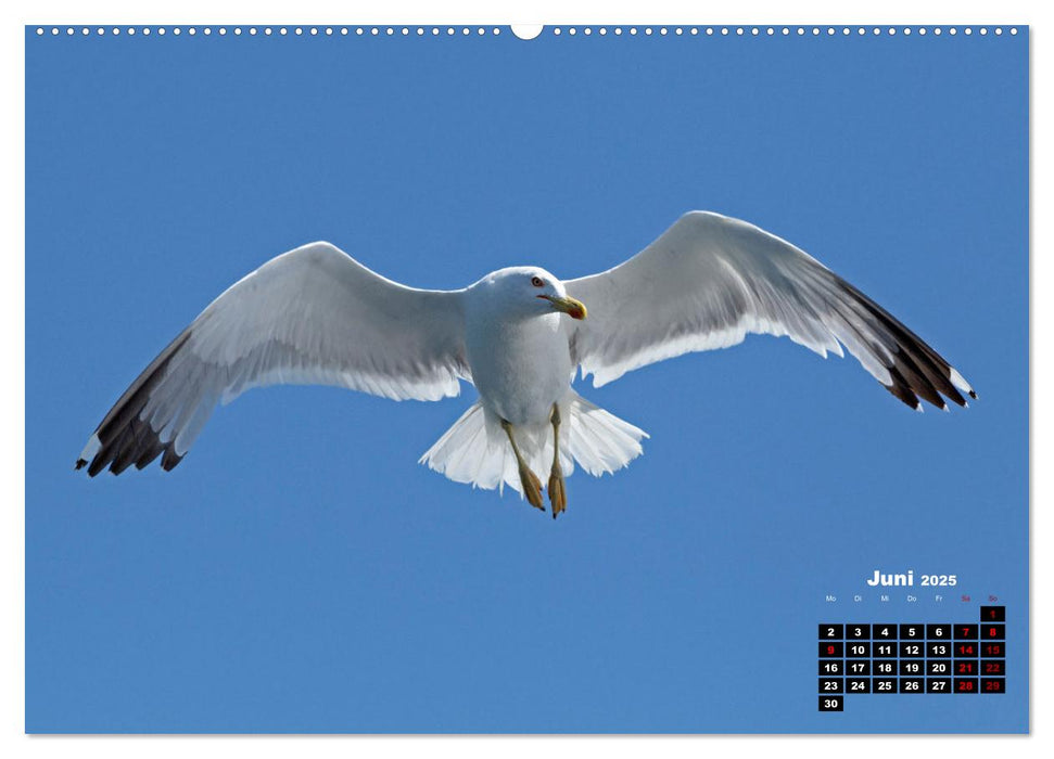 Vögel im Flug - Akrobaten der Lüfte (CALVENDO Wandkalender 2025)