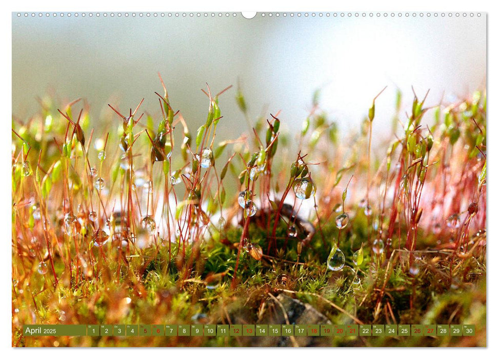 Natur, die bezaubert (CALVENDO Premium Wandkalender 2025)