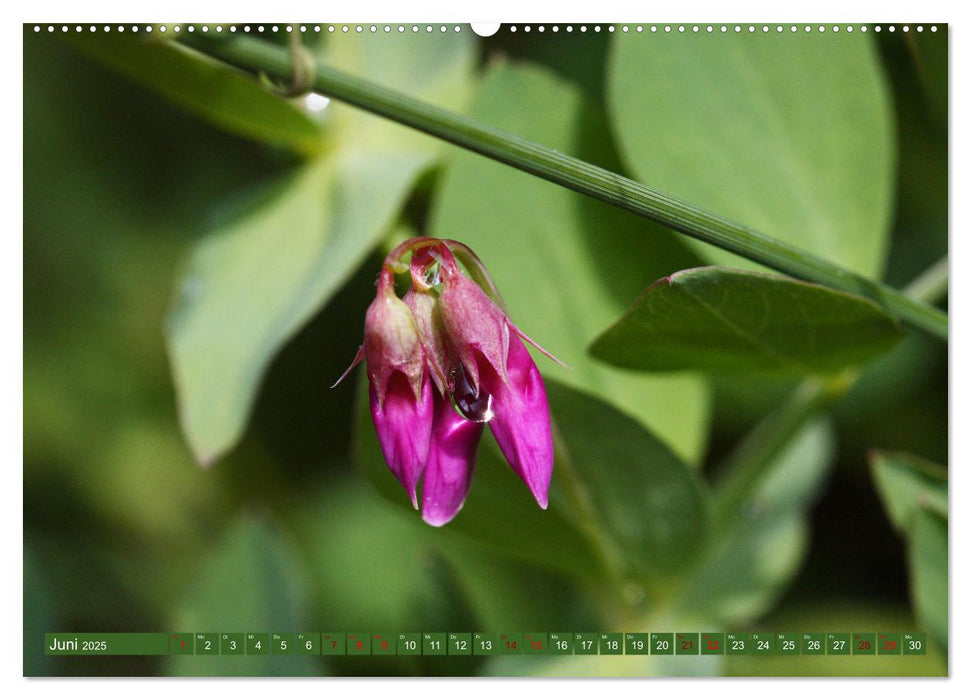 Natur, die bezaubert (CALVENDO Premium Wandkalender 2025)