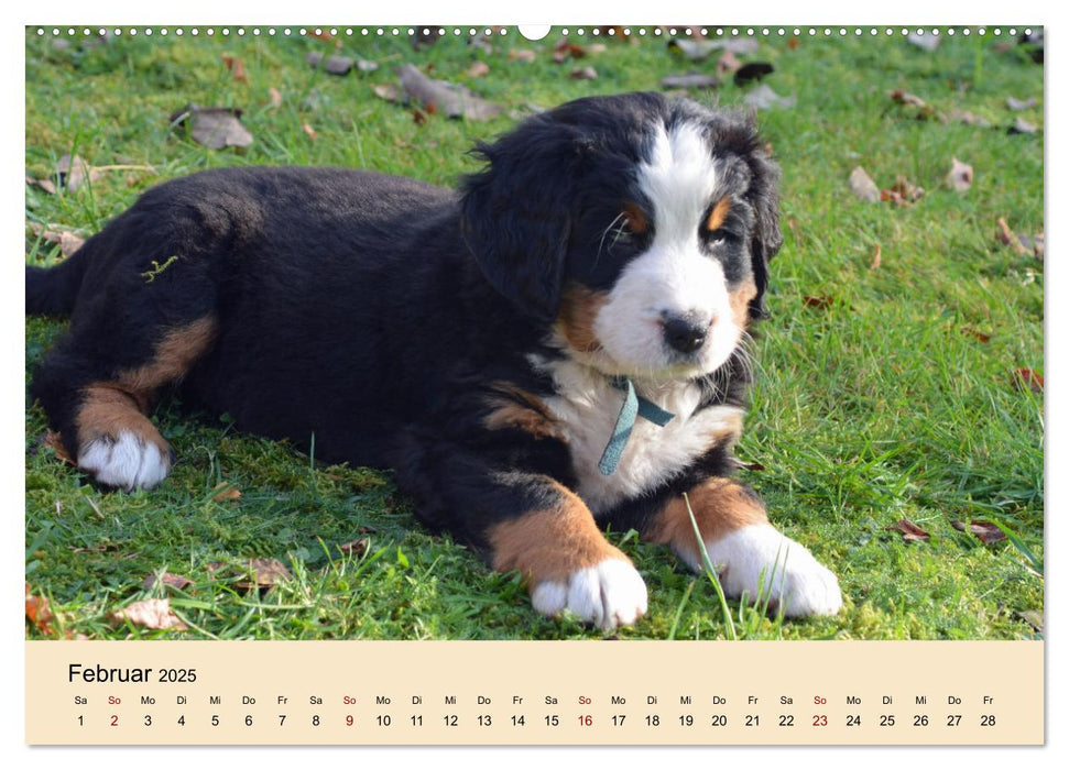 Rasselbande mit 40 Pfoten (CALVENDO Premium Wandkalender 2025)