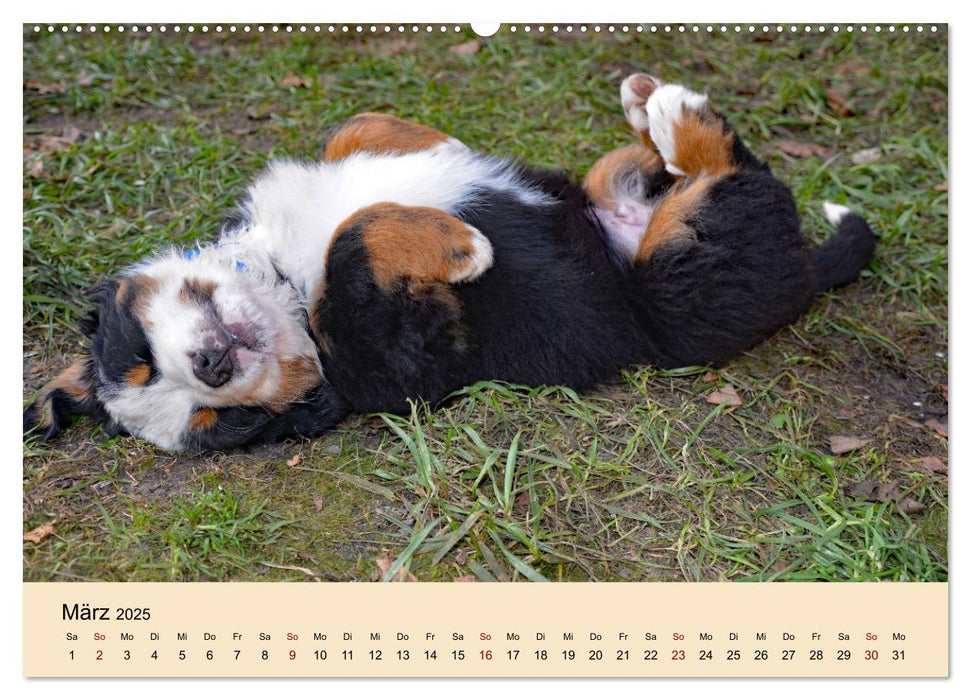 Rasselbande mit 40 Pfoten (CALVENDO Premium Wandkalender 2025)