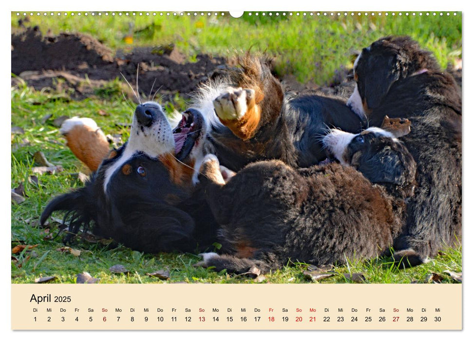 Rasselbande mit 40 Pfoten (CALVENDO Premium Wandkalender 2025)