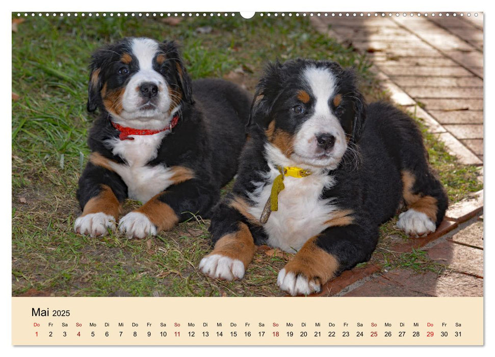 Rasselbande mit 40 Pfoten (CALVENDO Premium Wandkalender 2025)