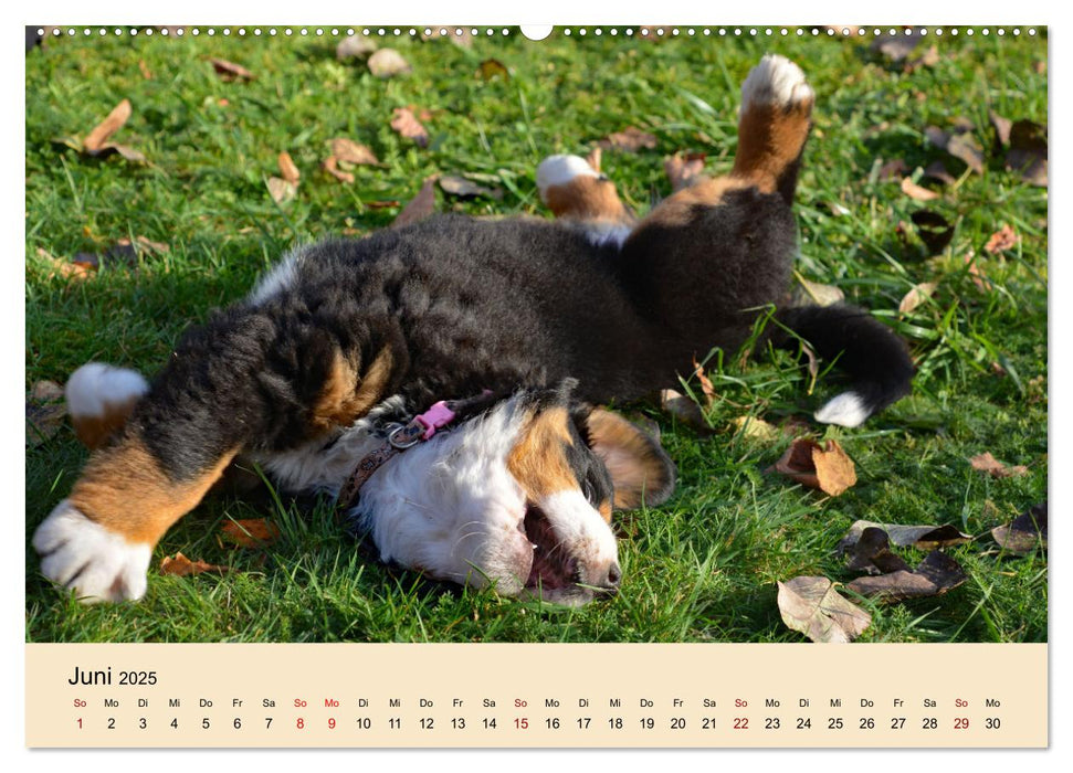 Rasselbande mit 40 Pfoten (CALVENDO Premium Wandkalender 2025)