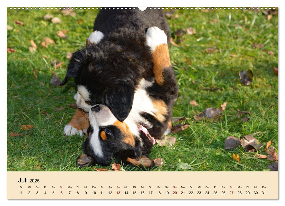 Rasselbande mit 40 Pfoten (CALVENDO Premium Wandkalender 2025)