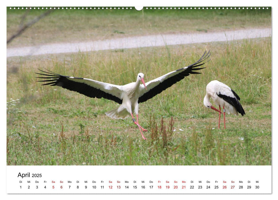 Weißstorch, der stolze Flieger (CALVENDO Premium Wandkalender 2025)