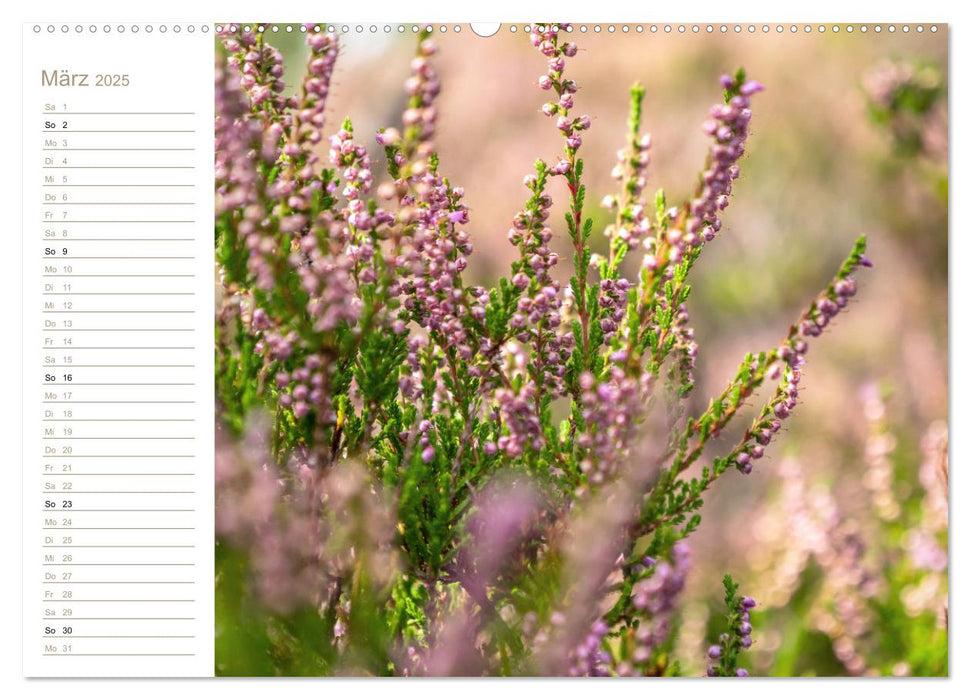 Zauberhaftes Heidekraut - Elbsandstein (CALVENDO Premium Wandkalender 2025)