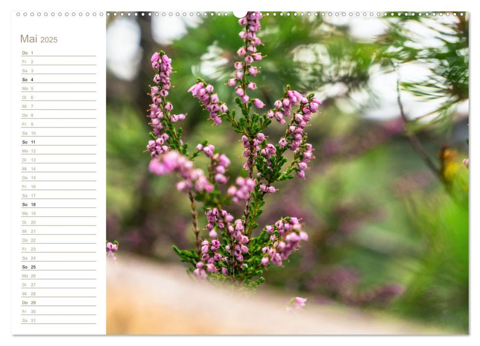 Zauberhaftes Heidekraut - Elbsandstein (CALVENDO Premium Wandkalender 2025)