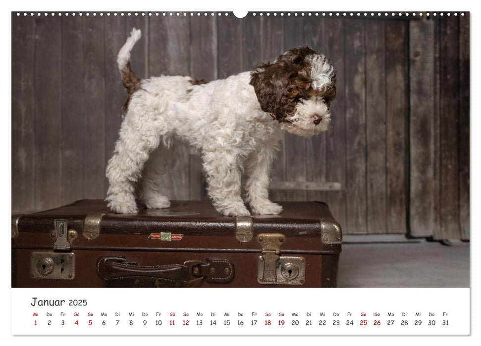 Lagotto Romagnolo - Spiel und Spaß in der Welpenzeit (CALVENDO Premium Wandkalender 2025)