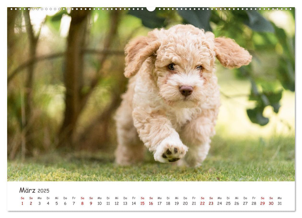 Lagotto Romagnolo - Spiel und Spaß in der Welpenzeit (CALVENDO Premium Wandkalender 2025)