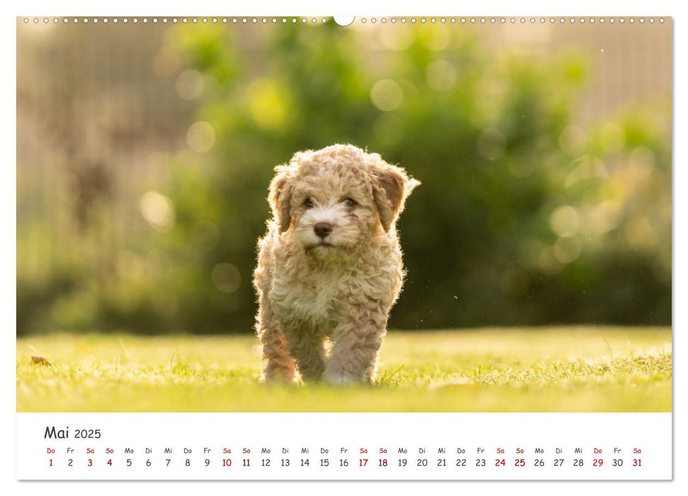 Lagotto Romagnolo - Spiel und Spaß in der Welpenzeit (CALVENDO Premium Wandkalender 2025)