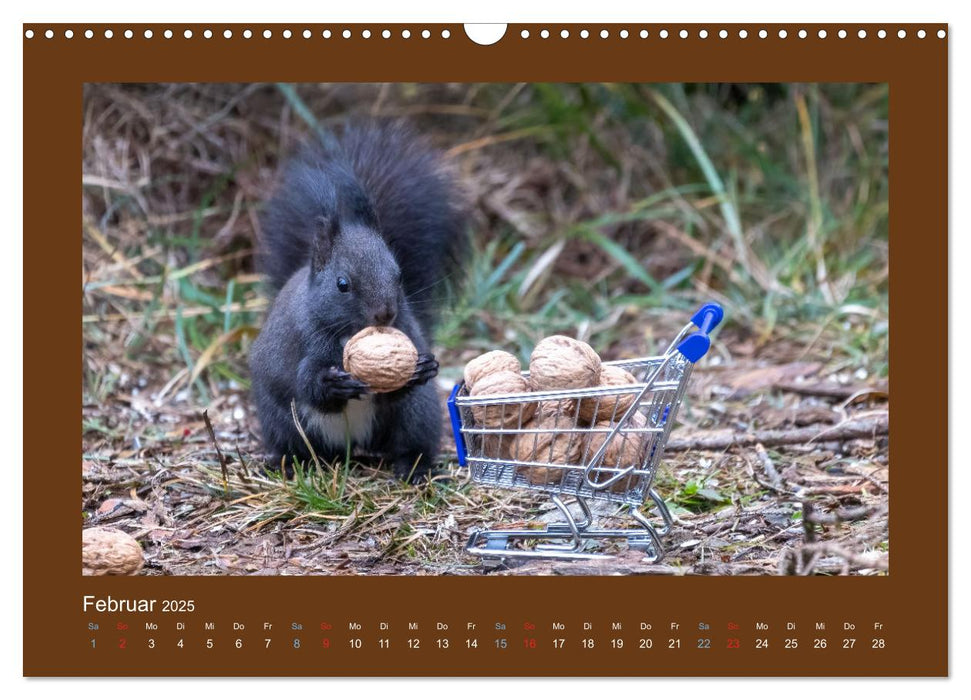 Eichhörnchenliebe (CALVENDO Wandkalender 2025)