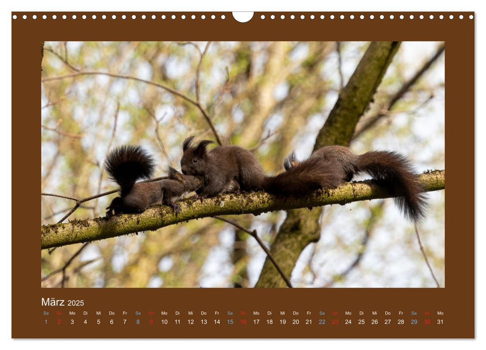 Eichhörnchenliebe (CALVENDO Wandkalender 2025)