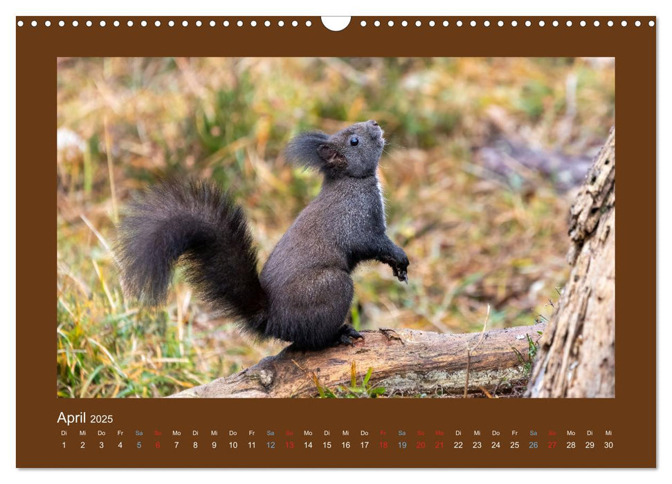 Eichhörnchenliebe (CALVENDO Wandkalender 2025)