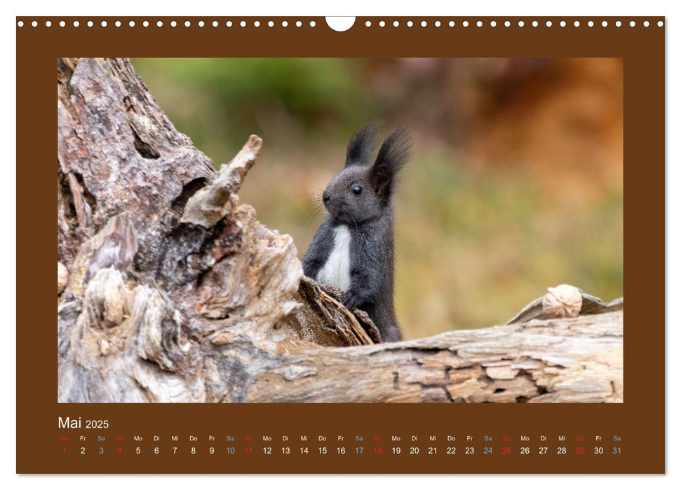 Eichhörnchenliebe (CALVENDO Wandkalender 2025)