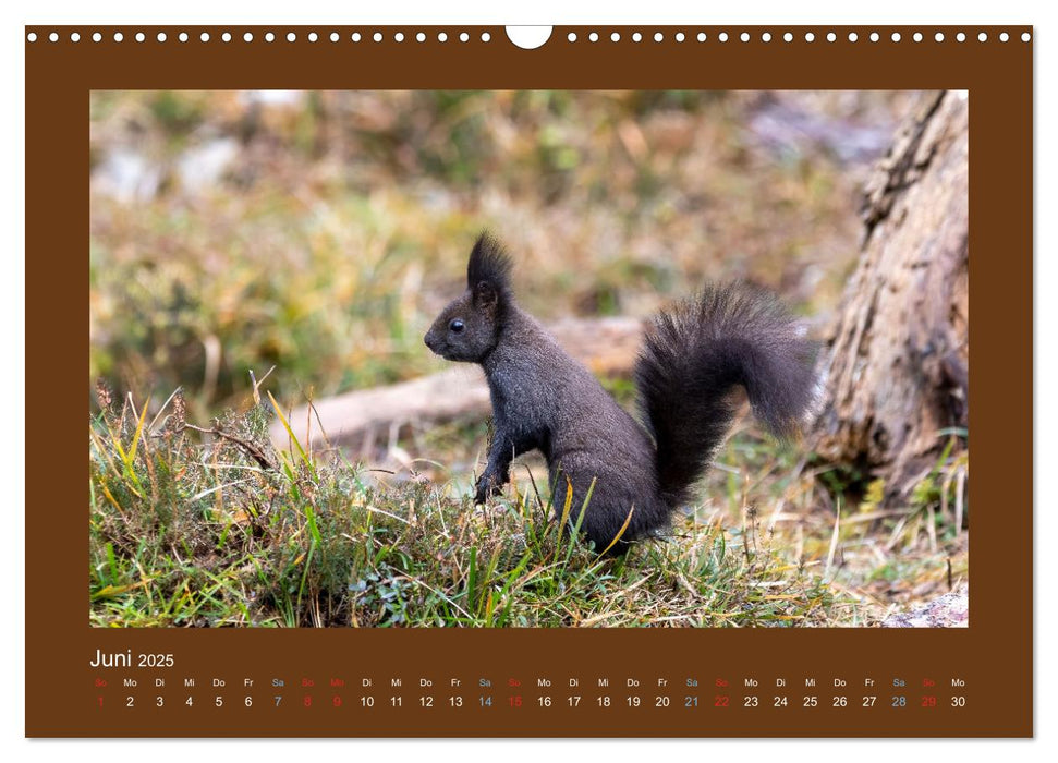 Eichhörnchenliebe (CALVENDO Wandkalender 2025)