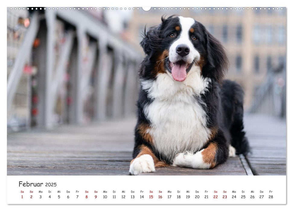 Hunde in der City - Unterwegs in Hamburg (CALVENDO Premium Wandkalender 2025)