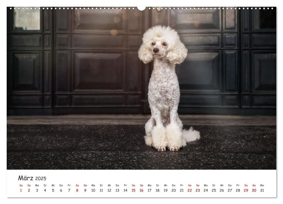 Hunde in der City - Unterwegs in Hamburg (CALVENDO Premium Wandkalender 2025)