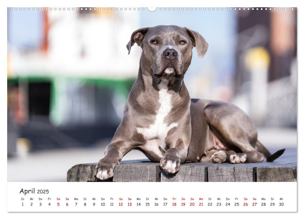 Hunde in der City - Unterwegs in Hamburg (CALVENDO Premium Wandkalender 2025)