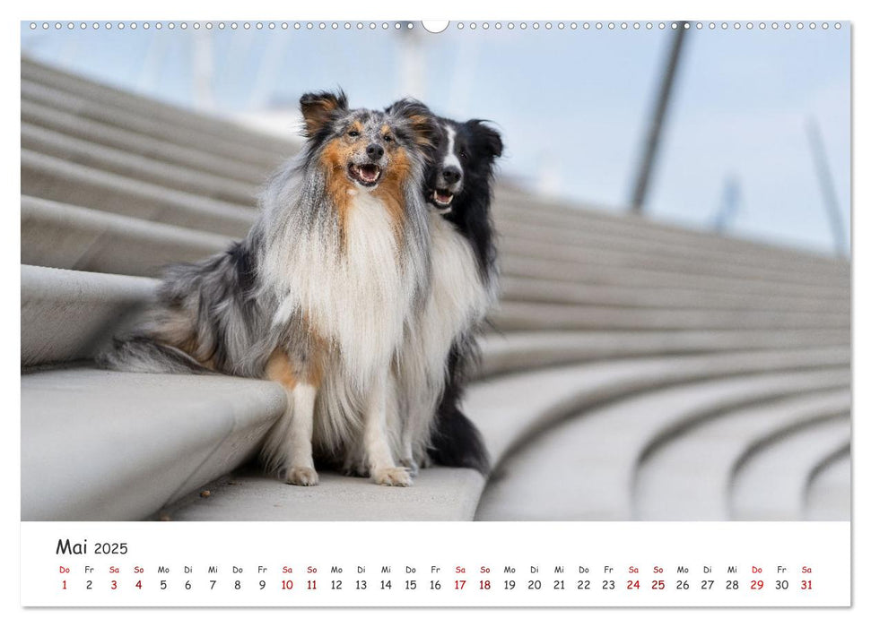 Hunde in der City - Unterwegs in Hamburg (CALVENDO Premium Wandkalender 2025)