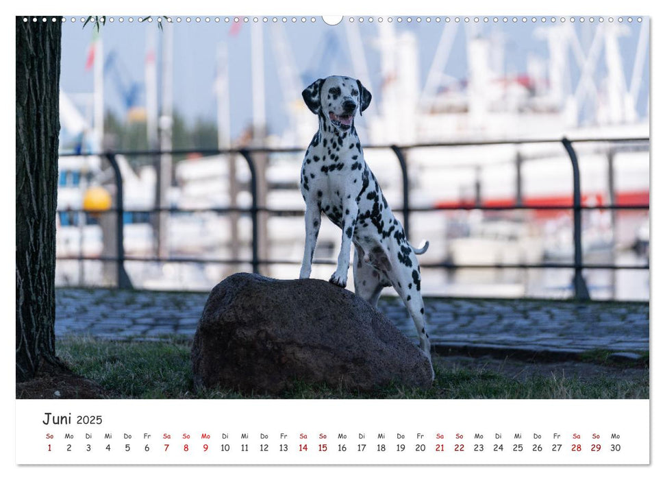 Hunde in der City - Unterwegs in Hamburg (CALVENDO Premium Wandkalender 2025)