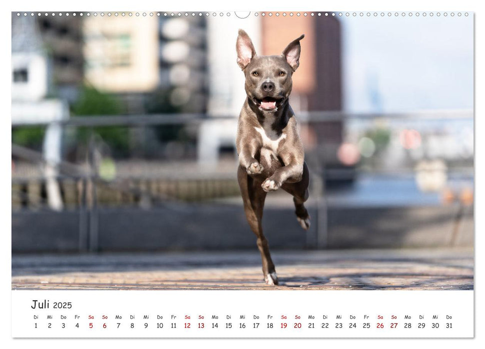 Hunde in der City - Unterwegs in Hamburg (CALVENDO Premium Wandkalender 2025)