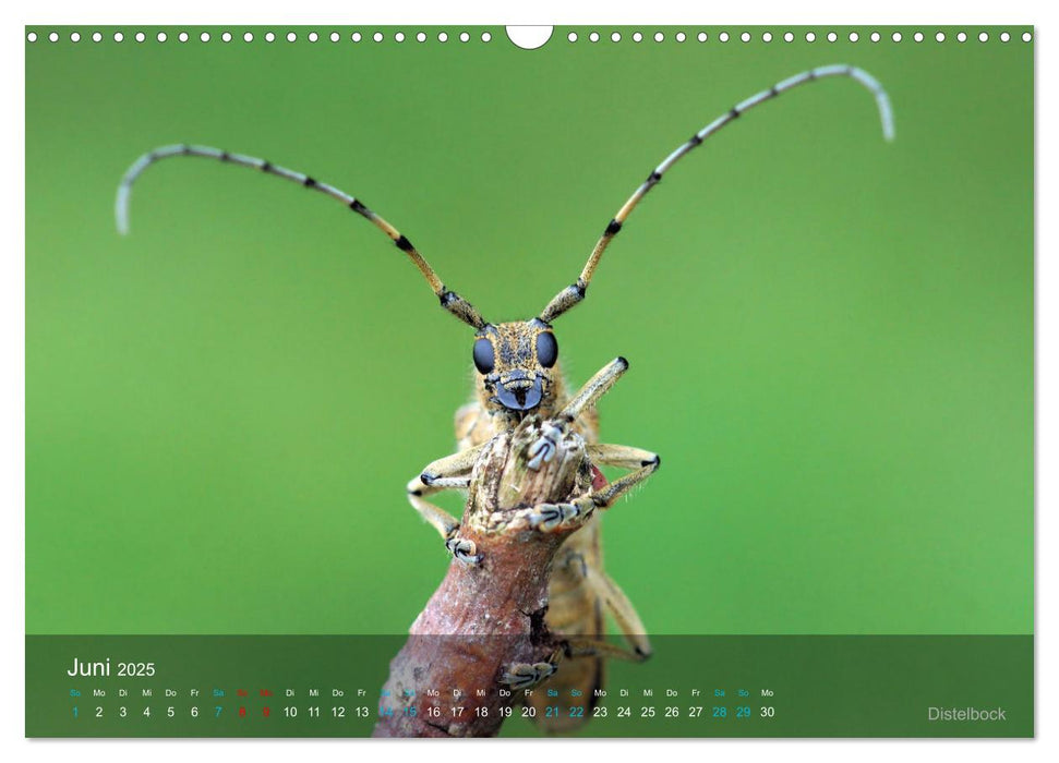 Kleine Kostbarkeiten Insekten (CALVENDO Wandkalender 2025)