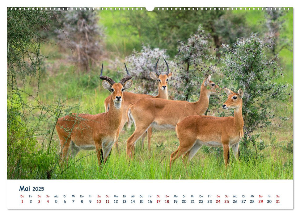 Fernweh Uganda - Naturschönheit Ostafrikas (CALVENDO Premium Wandkalender 2025)