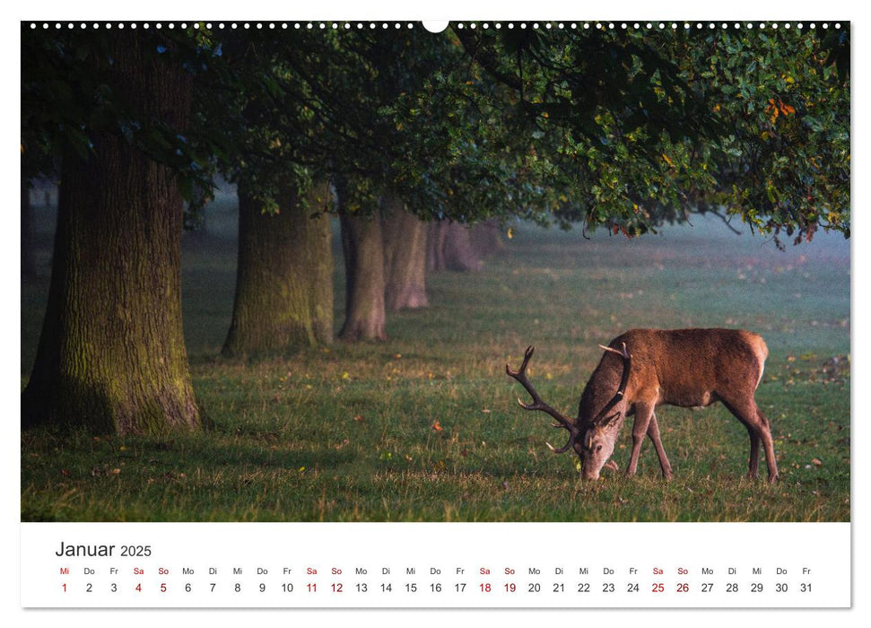 Rothirsche - Die imposanten Könige der Wälder. (CALVENDO Premium Wandkalender 2025)