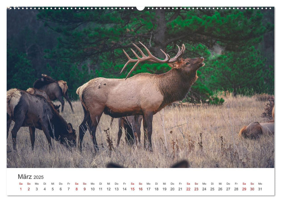 Rothirsche - Die imposanten Könige der Wälder. (CALVENDO Premium Wandkalender 2025)