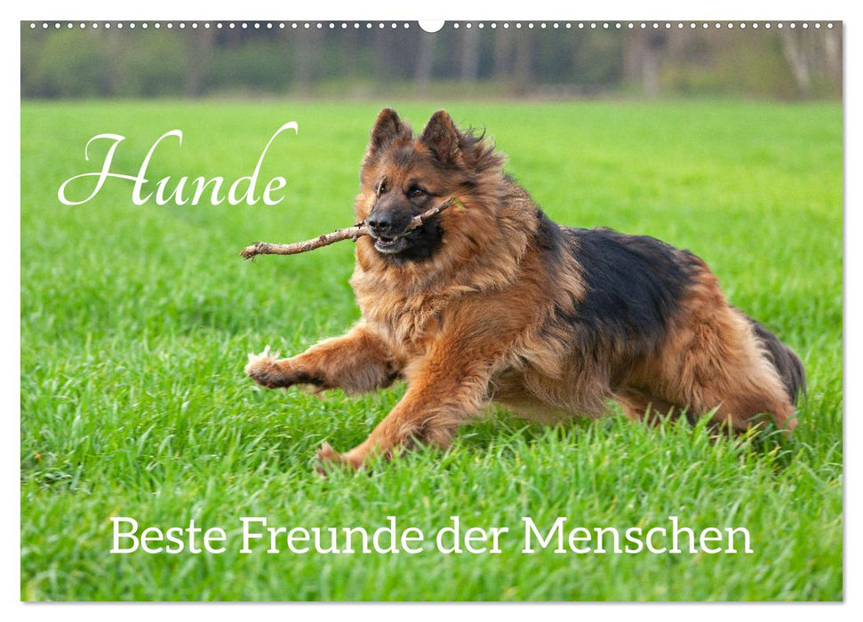 Hunde - Beste Freunde der Menschen (CALVENDO Wandkalender 2025)