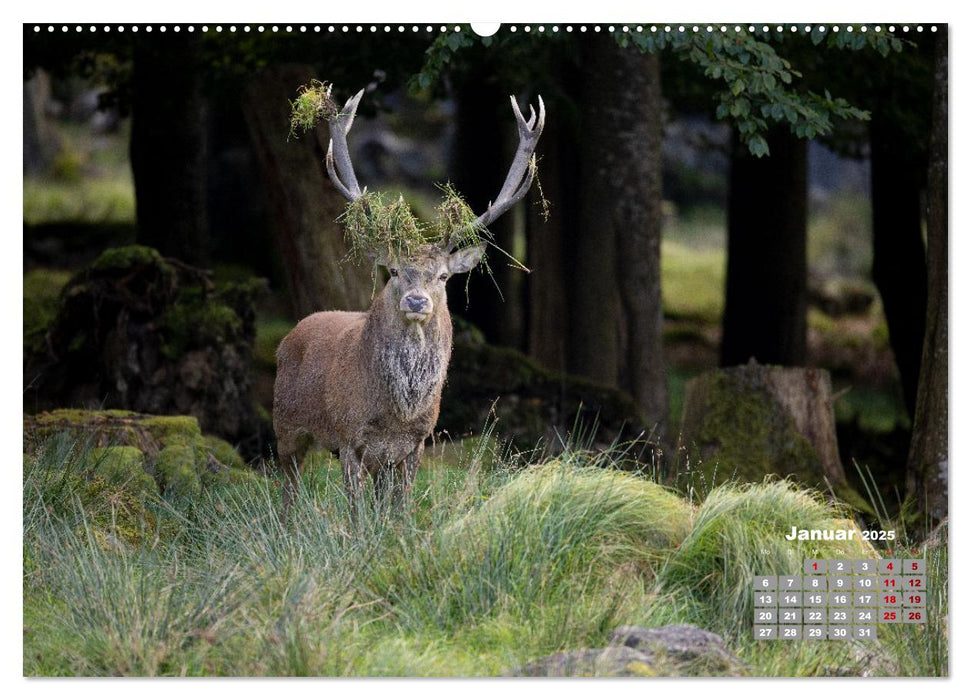 Krafttier Hirsch (CALVENDO Premium Wandkalender 2025)