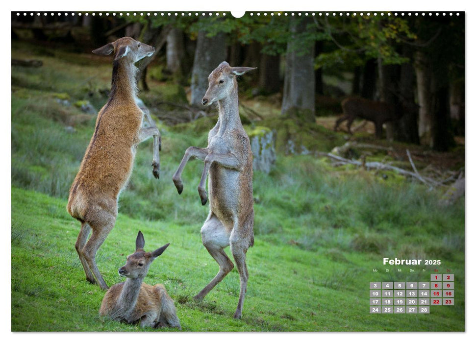 Krafttier Hirsch (CALVENDO Premium Wandkalender 2025)