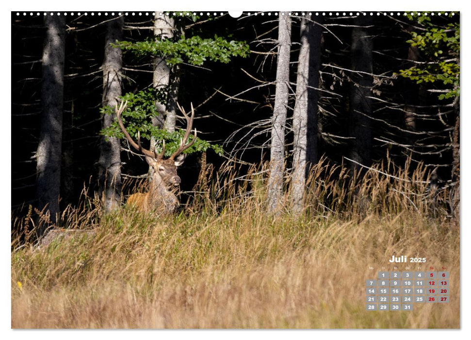 Krafttier Hirsch (CALVENDO Premium Wandkalender 2025)