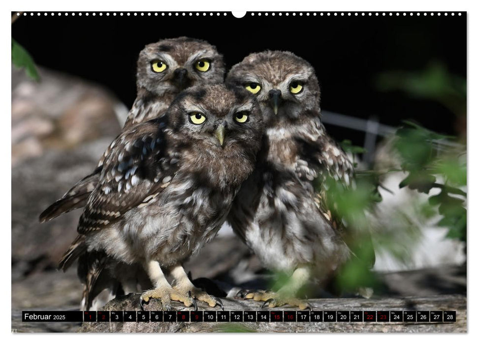 Vögel, Gefiederte Schönheiten (CALVENDO Premium Wandkalender 2025)