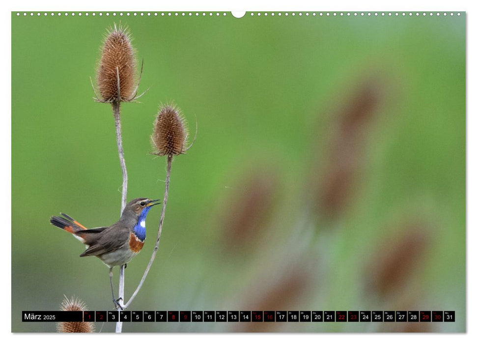 Vögel, Gefiederte Schönheiten (CALVENDO Premium Wandkalender 2025)