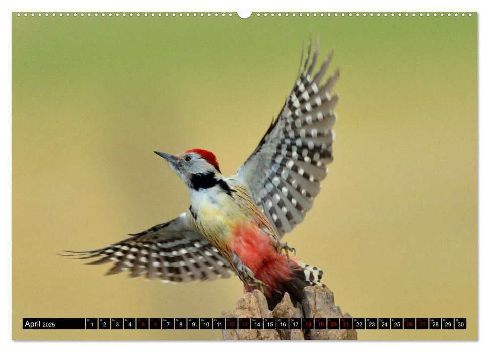 Vögel, Gefiederte Schönheiten (CALVENDO Premium Wandkalender 2025)