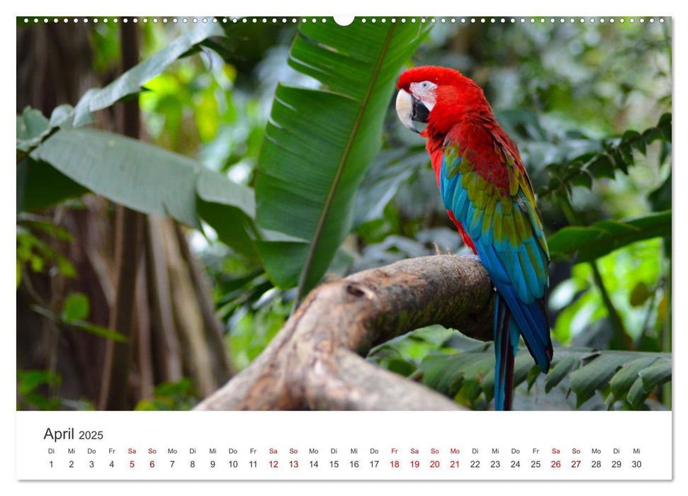 Kolumbien - Eine unvergessliche Reise durch das bunte Land. (CALVENDO Wandkalender 2025)