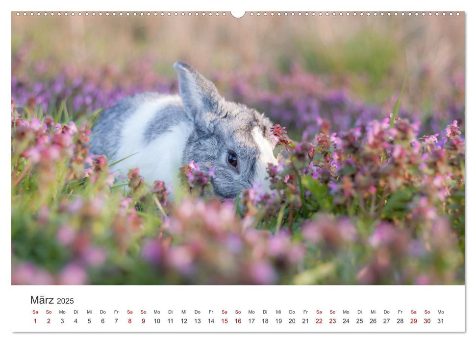 Hasen - Die niedlichen Hoppeltiere. (CALVENDO Premium Wandkalender 2025)