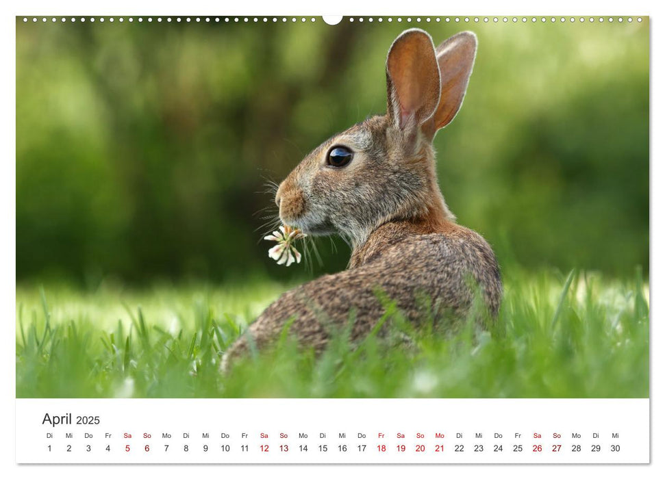 Hasen - Die niedlichen Hoppeltiere. (CALVENDO Premium Wandkalender 2025)