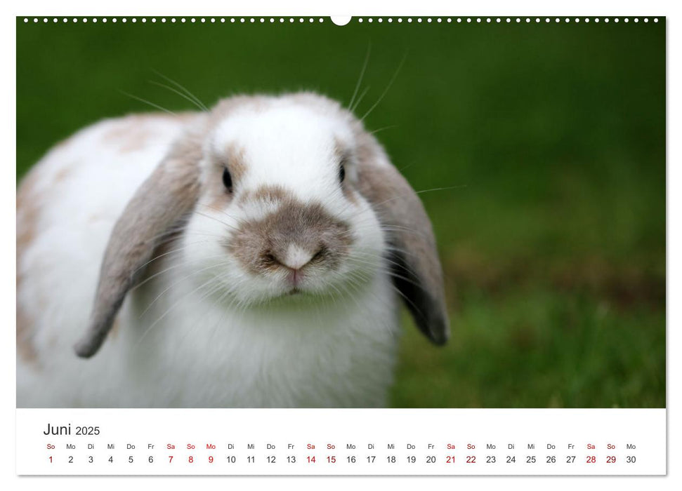 Hasen - Die niedlichen Hoppeltiere. (CALVENDO Premium Wandkalender 2025)