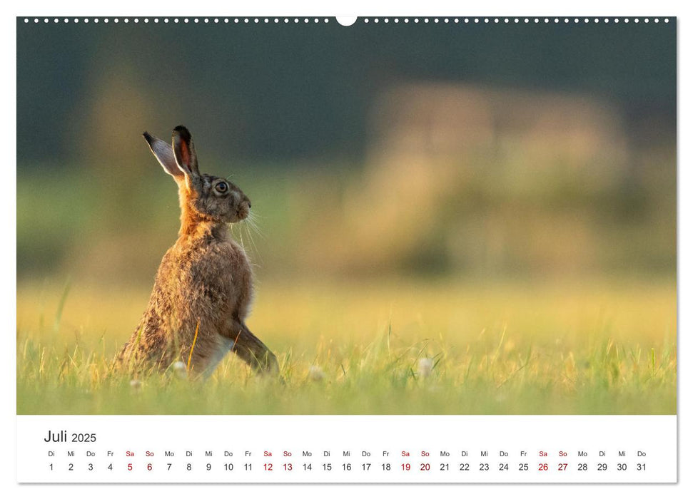 Hasen - Die niedlichen Hoppeltiere. (CALVENDO Premium Wandkalender 2025)