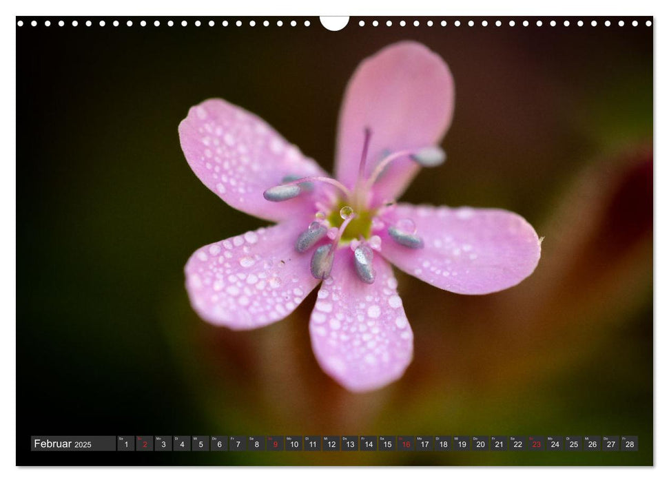 Makrowelt - Blumen und Insekten im Fokus (CALVENDO Wandkalender 2025)