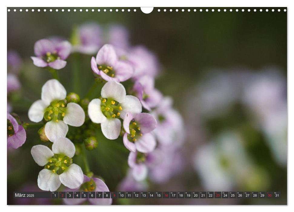 Makrowelt - Blumen und Insekten im Fokus (CALVENDO Wandkalender 2025)