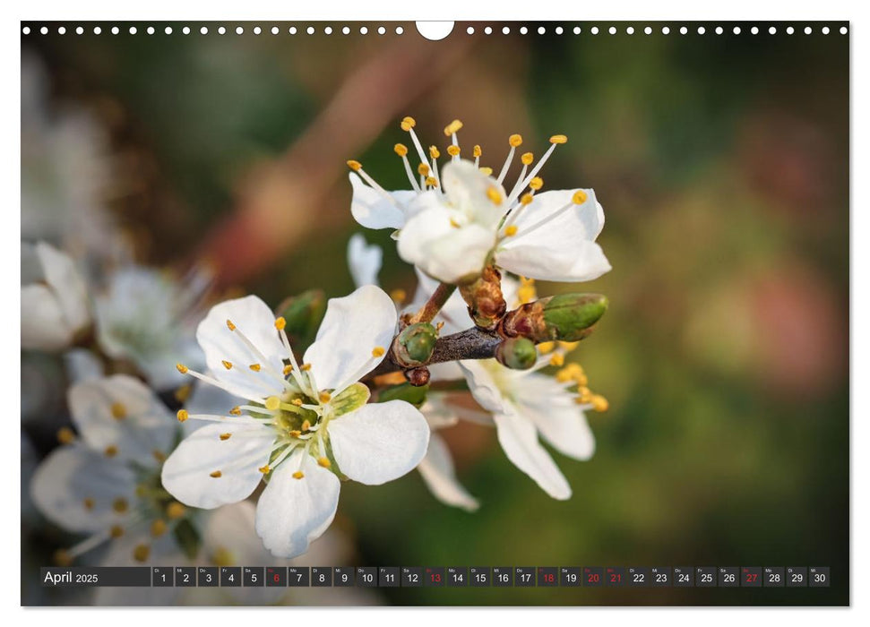 Makrowelt - Blumen und Insekten im Fokus (CALVENDO Wandkalender 2025)