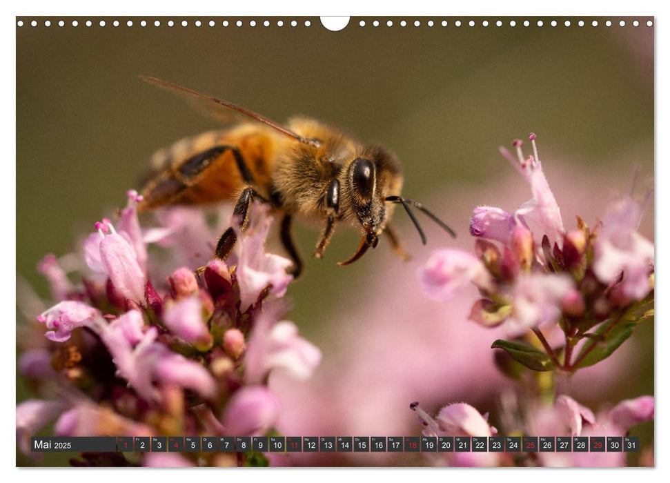 Makrowelt - Blumen und Insekten im Fokus (CALVENDO Wandkalender 2025)