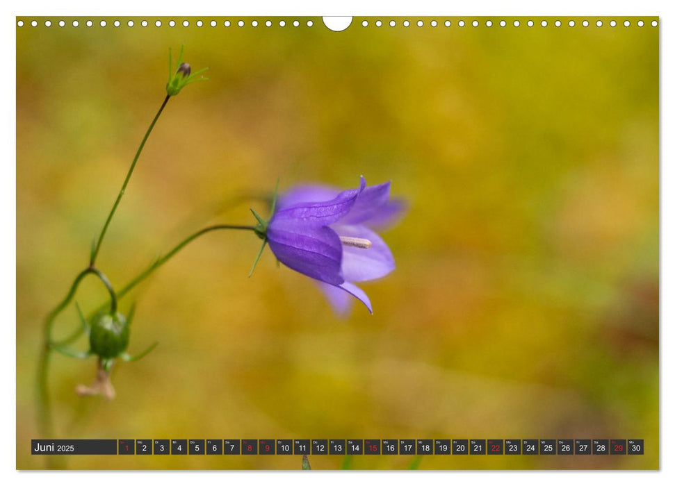 Makrowelt - Blumen und Insekten im Fokus (CALVENDO Wandkalender 2025)