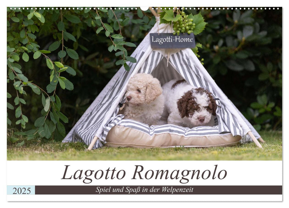 Lagotto Romagnolo - Spiel und Spaß in der Welpenzeit (CALVENDO Wandkalender 2025)