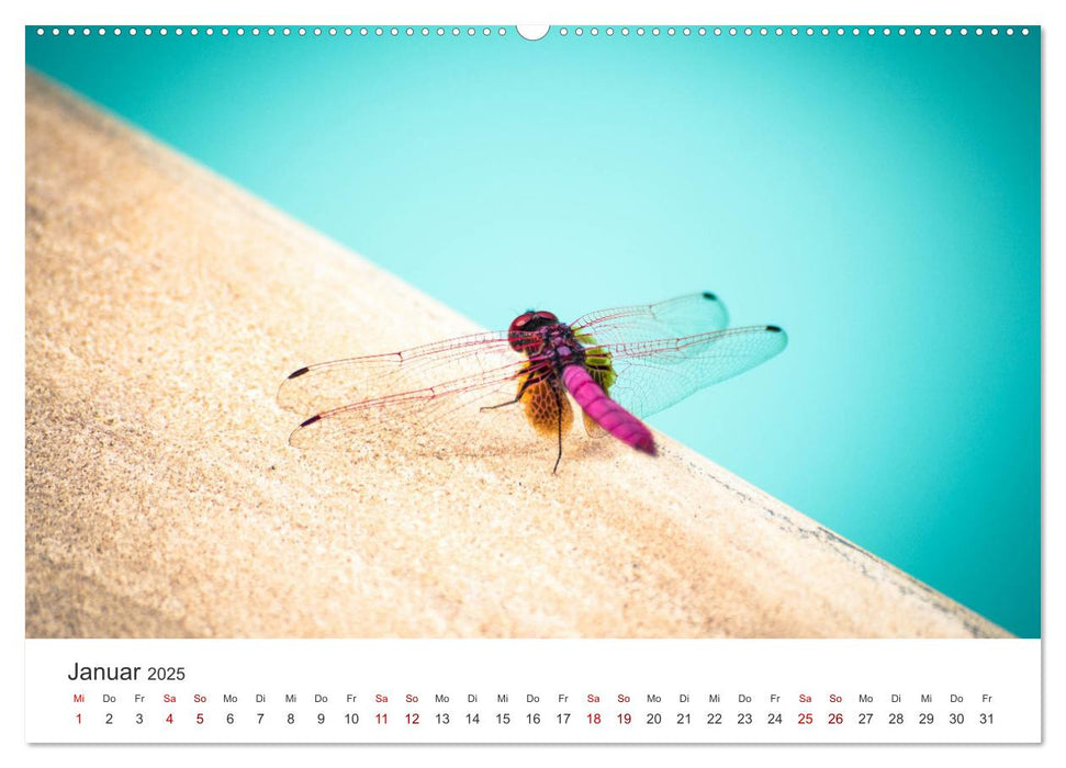 Libellen - Farbenfrohe Insekten (CALVENDO Premium Wandkalender 2025)